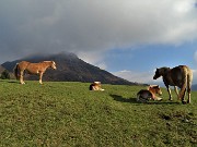 14 Cavalli al pascolo e in siesta  al sole meridiano